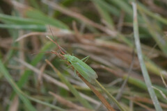 Heteroptera