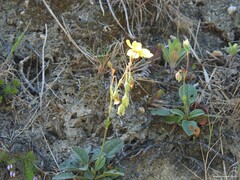 Tuberaria globulariifolia