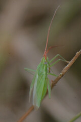 Heteroptera