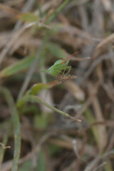 Heteroptera