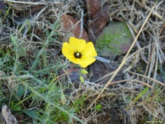 Tuberaria globulariifolia