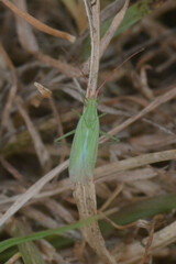 Heteroptera
