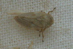 Philaenus spumarius