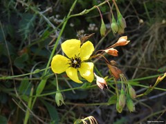 Tuberaria globulariifolia