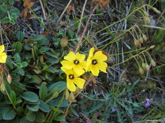 Tuberaria globulariifolia