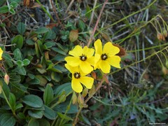Tuberaria globulariifolia