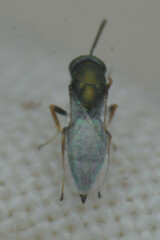 Hymenoptera
