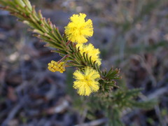 Acacia gordonii