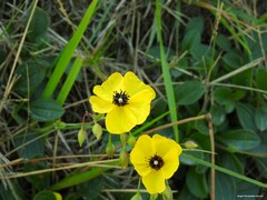 Tuberaria globulariifolia