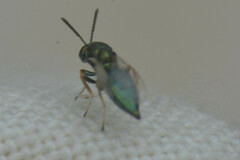 Hymenoptera