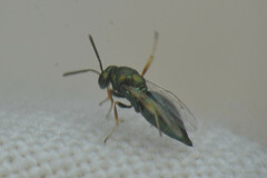Hymenoptera