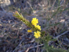 Acacia gordonii