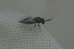 Hymenoptera