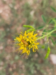 Cleomella lutea