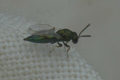 Hymenoptera