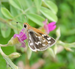 Taractrocera maevius