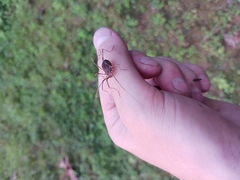 Hadrobunus maculosus