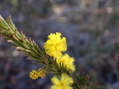 Acacia gordonii