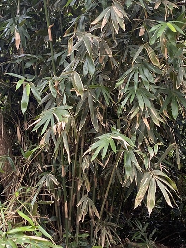 Neololeba atra observed 2022-07-14