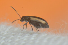 Coleoptera