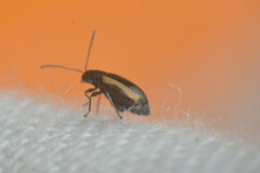 Coleoptera