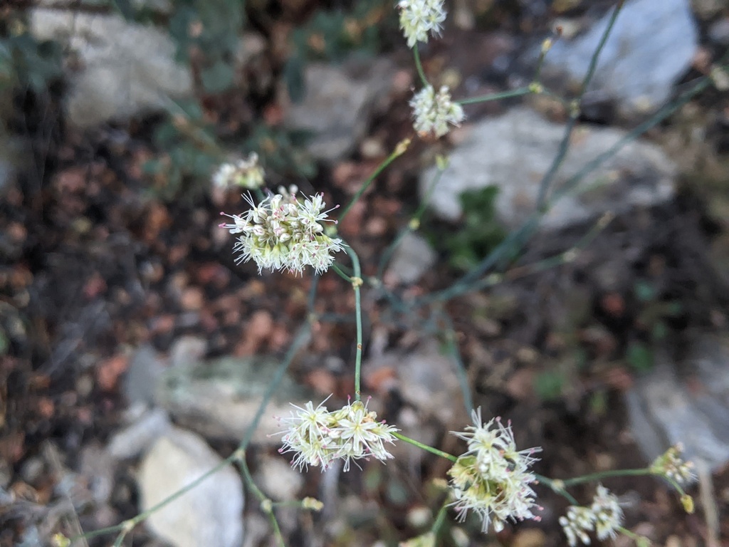 Naked Buckwheat From Riverside California United States On August