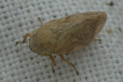Philaenus spumarius
