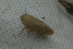 Philaenus spumarius