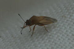 Cymus melanocephalus