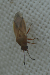 Cymus melanocephalus