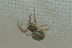 Larinioides