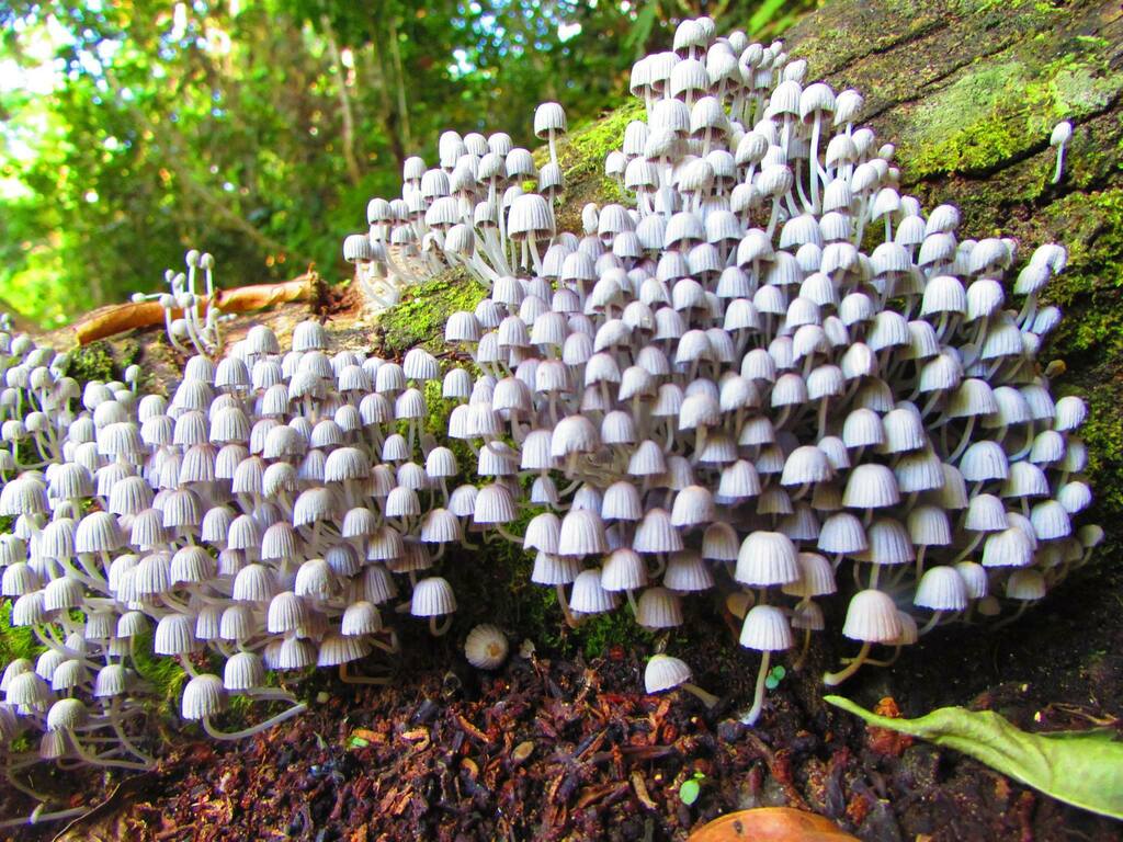 Coprinellus disseminatus · October 2015 · photo: © ayatana_biophilium (iNaturalist, cc-by)