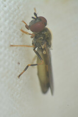 Platycheirus clypeatus