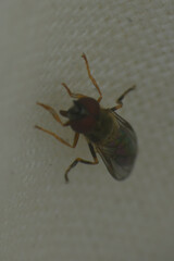 Platycheirus clypeatus