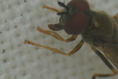 Platycheirus clypeatus