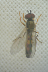 Platycheirus clypeatus