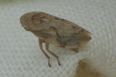 Auchenorrhyncha