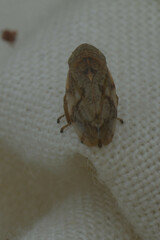 Auchenorrhyncha