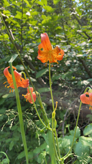 Lilium pardalinum