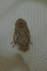 Auchenorrhyncha