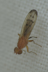 Opomyza florum
