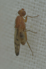 Opomyza florum