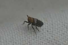 Auchenorrhyncha