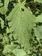 Amaranthus