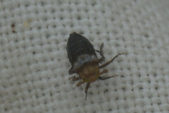 Auchenorrhyncha