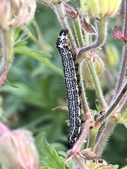 Pyrrhia exprimens