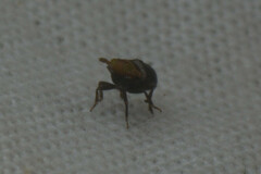 Auchenorrhyncha