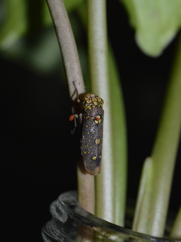 Molomea magna