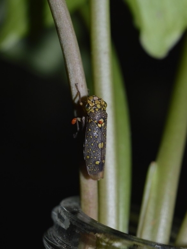 Molomea magna