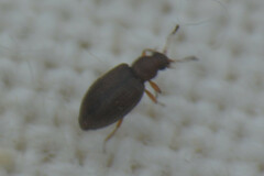 Coleoptera